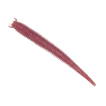 Viermi Berkley Hollow Sand Worm, Clear Red Fleck, 10cm, 10buc/plic